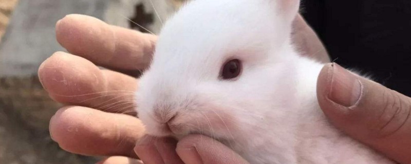 如何养兔子