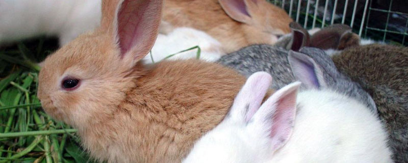 兔子配种成功怎么分辨