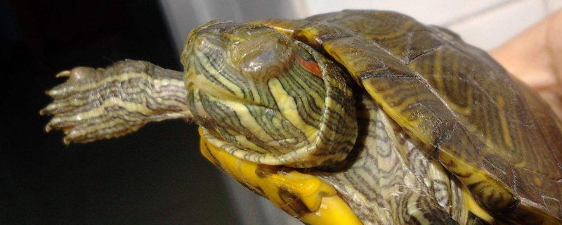 乌龟头上有两条红色的