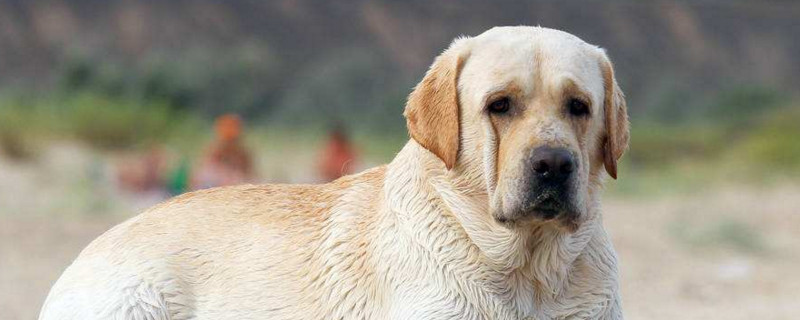 拉布拉多犬防小偷吗