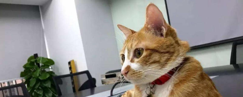 猫后腰两侧凹陷