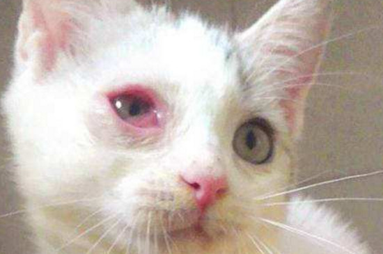 小猫眼睛红肿
