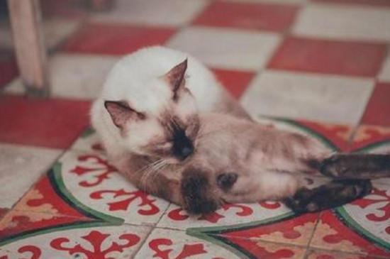 怎么让幼猫不睡地板