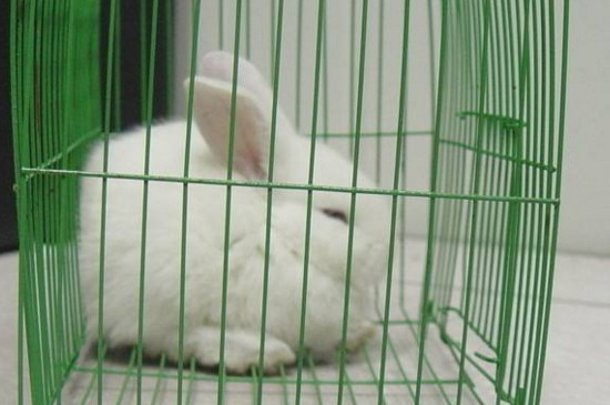 兔子在笼子里突然乱蹦