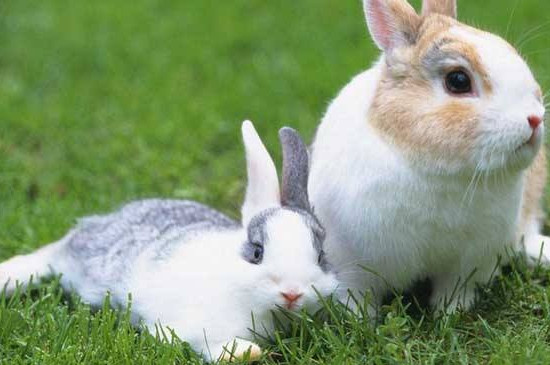 兔子什么草都可以吃吗