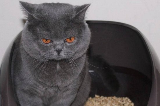 10公斤的猫砂能用多久