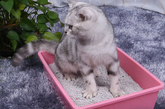 10公斤的猫砂能用多久