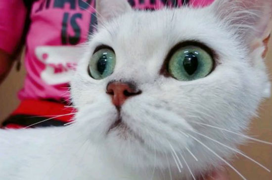 猫眼睛上面毛稀疏发红