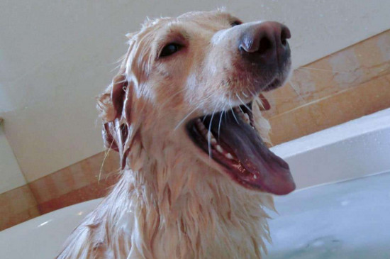 40天的狗狗能洗澡吗