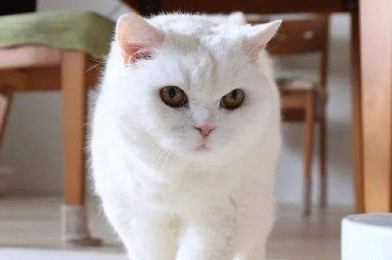 白猫毛局部发黄