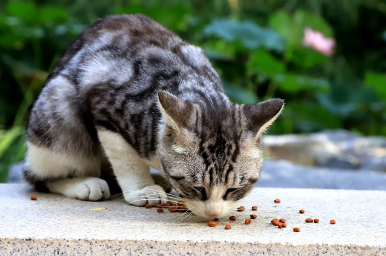 猫咪几个月可以吃猫粮