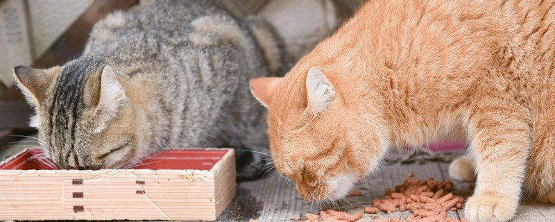 猫咪几个月可以吃猫粮