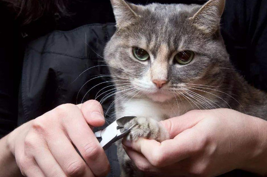 猫咪剪到血线怎么办