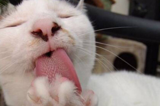 猫咪像狗一样吐舌头