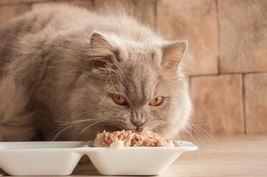 猫咪吃狗粮会有事吗