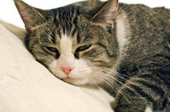 猫咪感冒和鼻支的区别