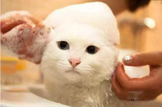 猫咪没打疫苗可以洗澡吗