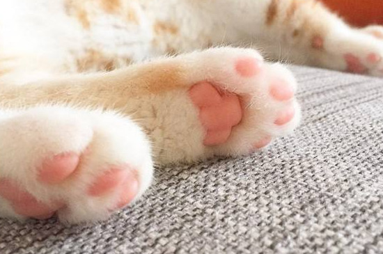 猫为什么会得趾间炎