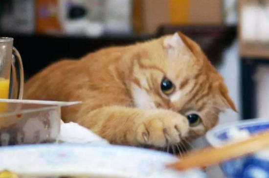猫吃异物多少天能排出