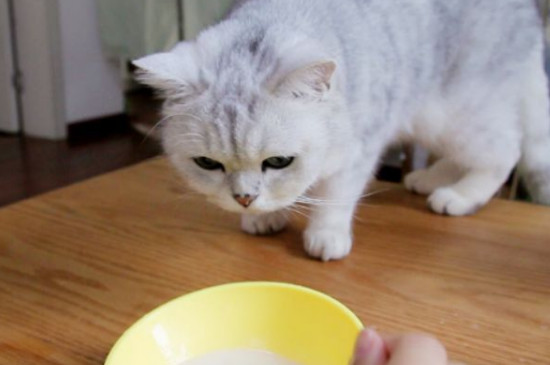 猫咪绝育后不吃不喝