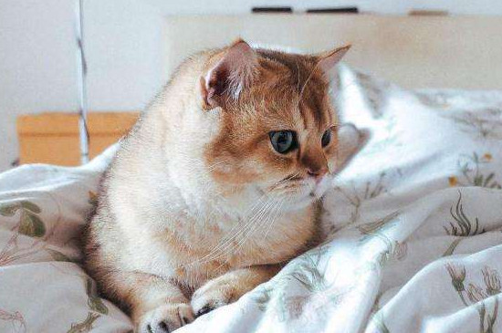 猫总尿床上怎么办