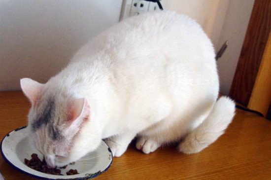 猫吃猫粮不嚼