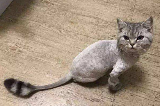 猫毛可以剃光吗
