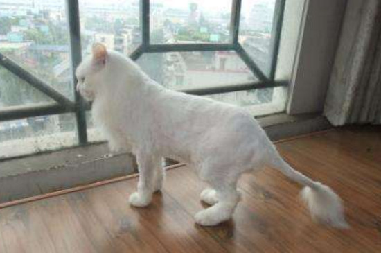猫毛可以剃光吗