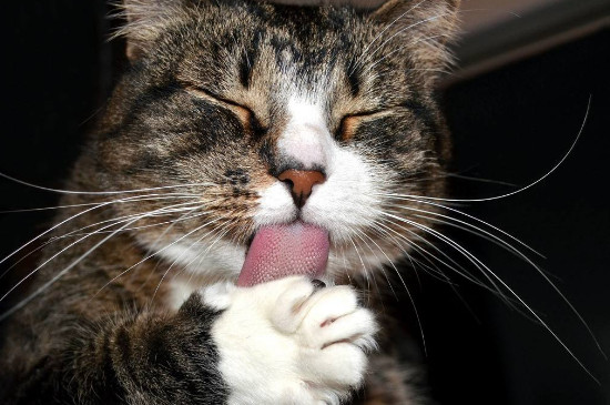 猫热的吐舌头