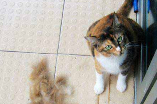 夏天猫掉毛怎么解决