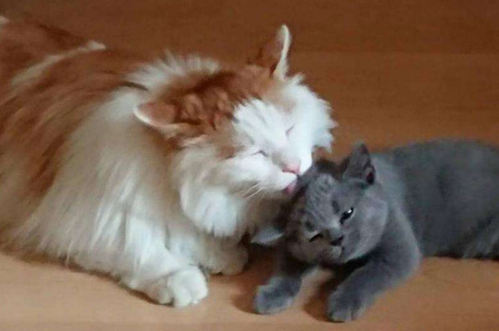 猫互相舔毛是什么意思