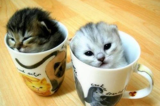 茶杯猫会长大吗