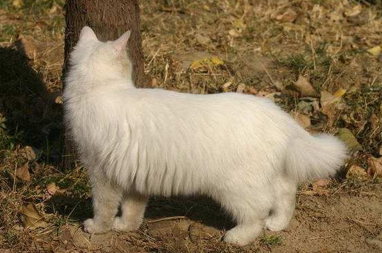 猫咪春季掉毛要多久