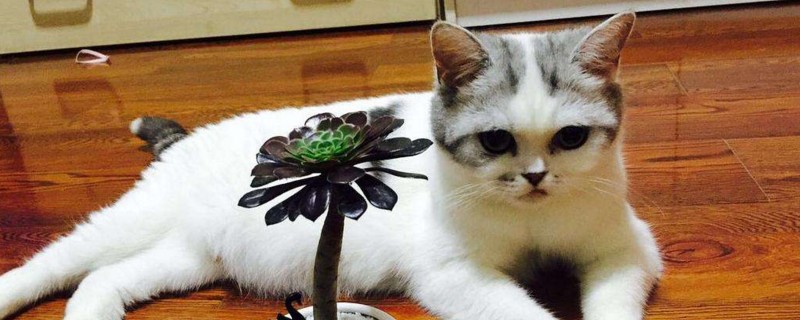 小猫生下来多久可以养