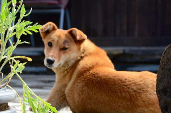 狗狗手术后疼的表现