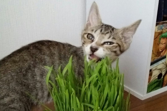 猫草多久吃一次