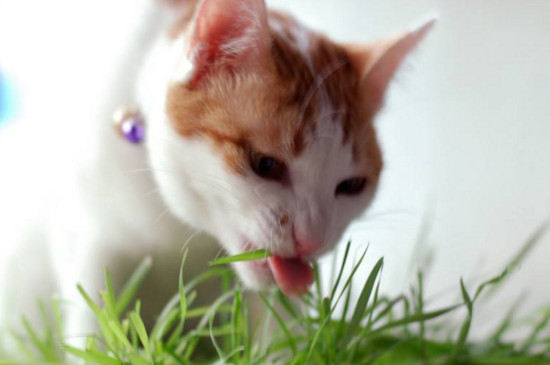 猫咪几个月可以吃猫草