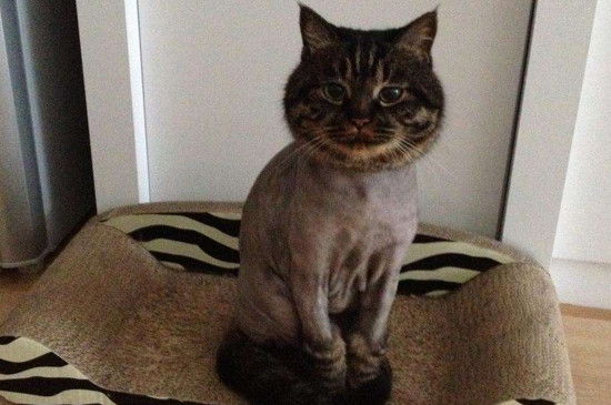 猫剃毛好吗
