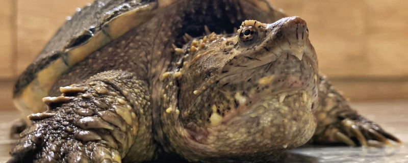 鳄龟多久能下蛋