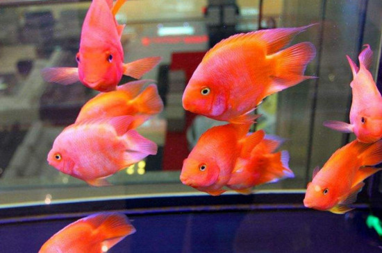 玻璃鱼缸怎么养金鱼