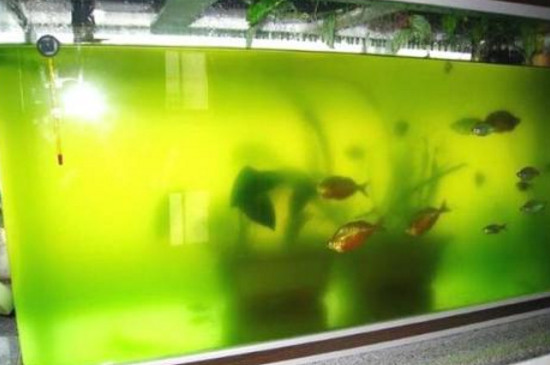 养金鱼的水为什么会变绿