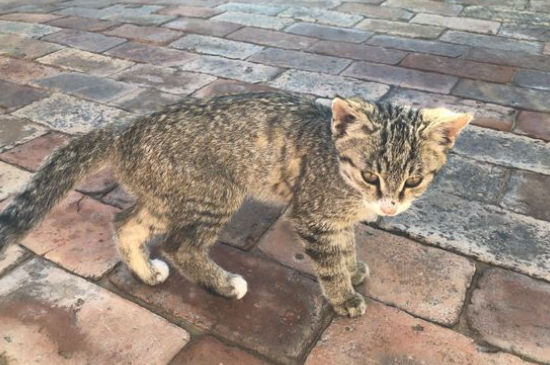 给流浪猫喂食禁忌