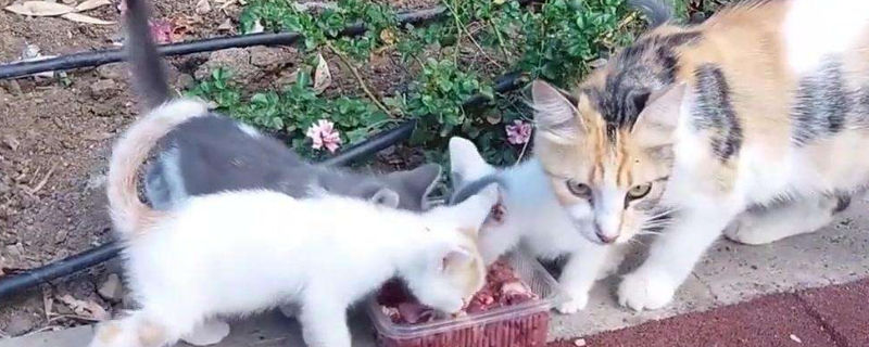 给流浪猫喂食禁忌