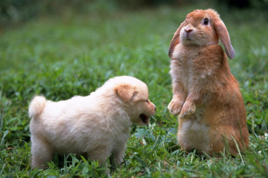 领养兔子要注意什么
