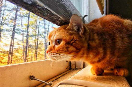 猫咪可以养在阳台上吗