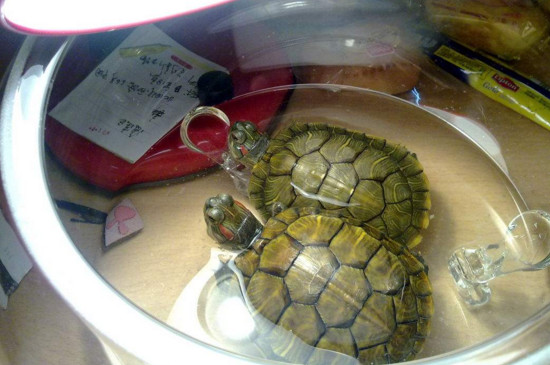 巴西龟用不用晒背灯
