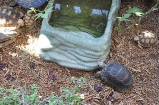 散养乌龟的注意事项