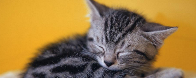 养猫会影响睡眠吗