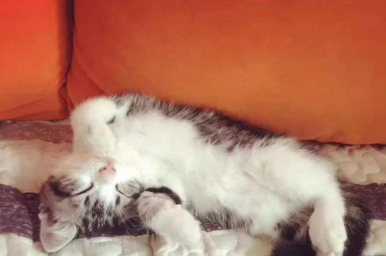 养猫会影响睡眠吗