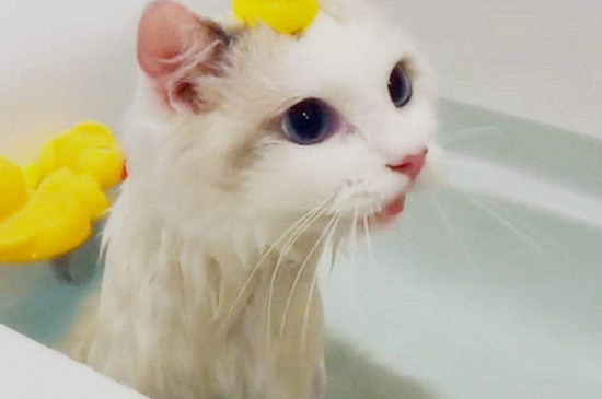 布偶猫多大可以洗澡